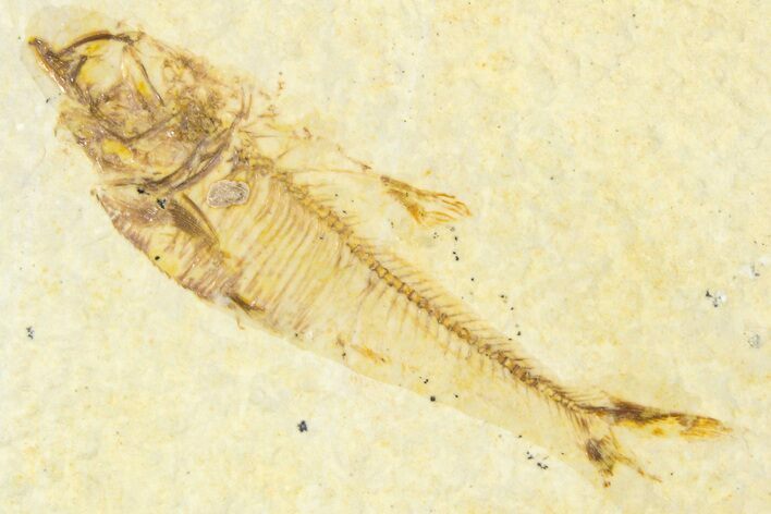 Bargain, Fossil Fish (Diplomystus) - Wyoming #379499
